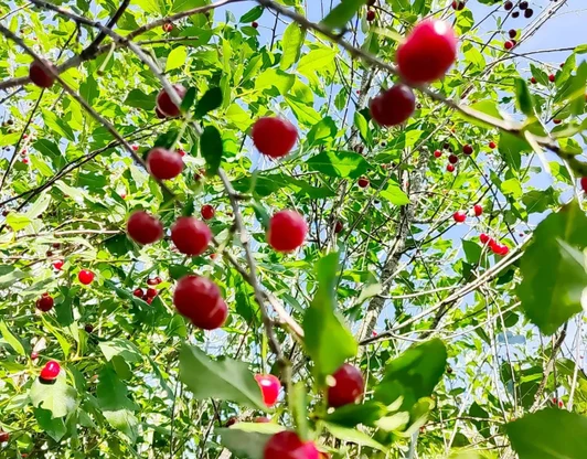 Сертификаты